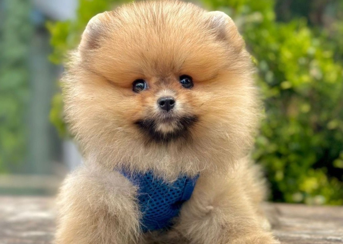 Safkan Pomeranian Boo Yavrularımız